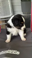 #7 Black Tri Male, a male Miniature Australian Shepherd for sale in Fresno, OH – 5 of 10