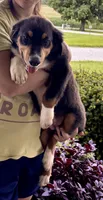 Sam, a male Miniature Australian Shepherd for sale in Fresno, OH – 4 of 6