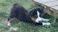 #5 Beau, a male Miniature Australian Shepherd for sale in Fresno, OH – 5 of 8