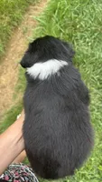#10 Black Tri Male, a male Miniature Australian Shepherd for sale in Fresno, OH – 4 of 9