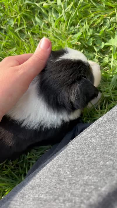 #1 Black Tri Female, a female Miniature Australian Shepherd for sale in Fresno, OH – 8 of 8