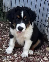 #7 Bear, a male Miniature Australian Shepherd for sale in Fresno, OH – 4 of 10