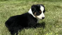 #1 Sadie, a female Miniature Australian Shepherd for sale in Fresno, OH – 4 of 10