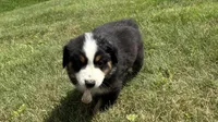 #8 Gus, a male Miniature Australian Shepherd for sale in Fresno, OH – 2 of 10