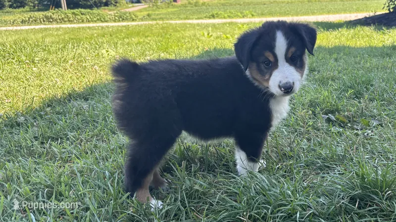 #5 Black Tri Male – Miniature Australian Shepherd puppy for sale in Fresno, OH