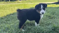 #5 Beau, a male Miniature Australian Shepherd for sale in Fresno, OH – 1 of 8