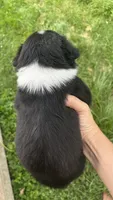#11 Black Tri Male, a male Miniature Australian Shepherd for sale in Fresno, OH – 4 of 10