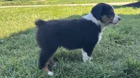 #5 Beau, a male Miniature Australian Shepherd for sale in Fresno, OH – 3 of 8