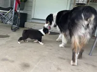 #5 Black Tri Male, a male Miniature Australian Shepherd for sale in Fresno, OH – 2 of 9