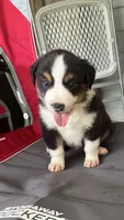 #5 Black Tri Male, a male Miniature Australian Shepherd for sale in Fresno, OH – 1 of 9