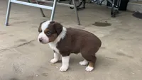 #4 Red Tri Female, a female Miniature Australian Shepherd for sale in Fresno, OH – 3 of 6