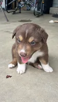 #2 Red Tri Male, a male Miniature Australian Shepherd for sale in Fresno, OH – 3 of 9