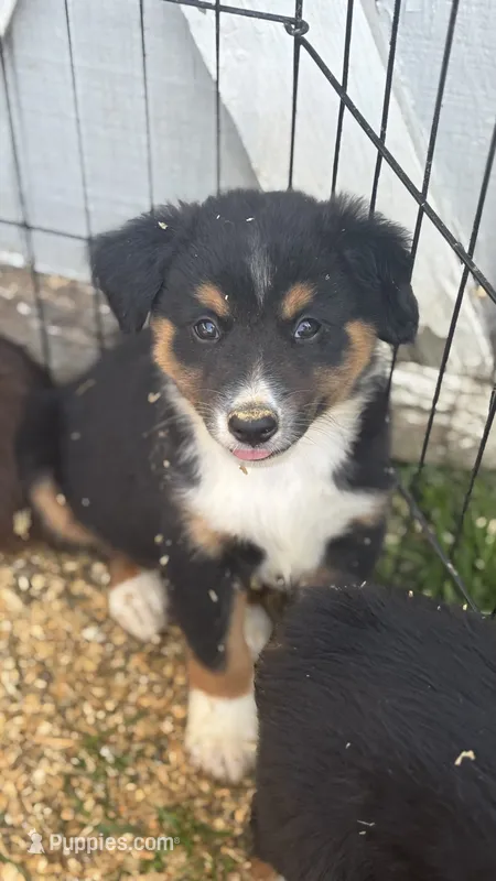 #11 Hank – Miniature Australian Shepherd puppy for sale in Fresno, OH