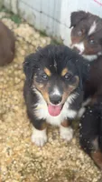 Sam, a male Miniature Australian Shepherd for sale in Fresno, OH – 4 of 6