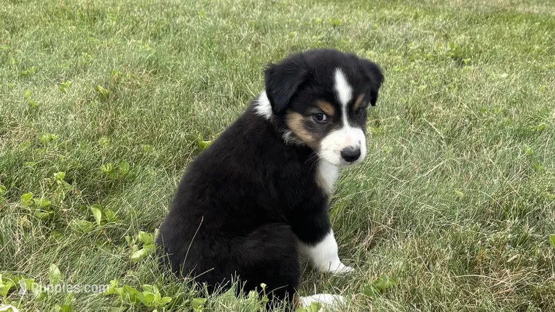 #6 Black Tri Male – Miniature Australian Shepherd puppy for sale in Fresno, OH