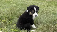 #6 Finn, a male Miniature Australian Shepherd for sale in Fresno, OH – 1 of 9