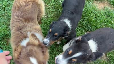 #7 Bear, a male Miniature Australian Shepherd for sale in Fresno, OH – 8 of 10