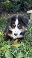#8 Gus, a male Miniature Australian Shepherd for sale in Fresno, OH – 2 of 10