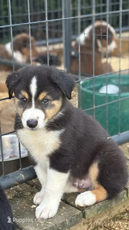 #6 Finn – Miniature Australian Shepherd puppy for sale in Fresno, OH