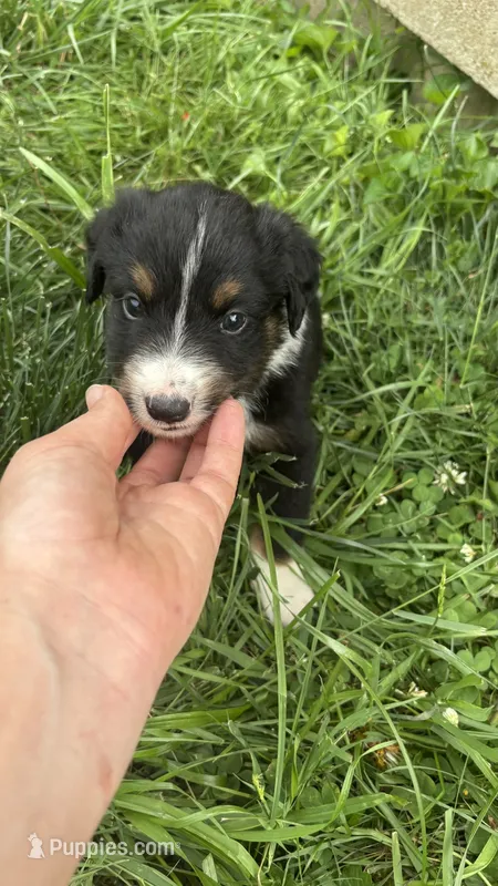 #10 Black Tri Male – Miniature Australian Shepherd puppy for sale in Fresno, OH