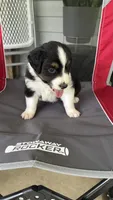 #7 Black Tri Male, a male Miniature Australian Shepherd for sale in Fresno, OH – 3 of 10