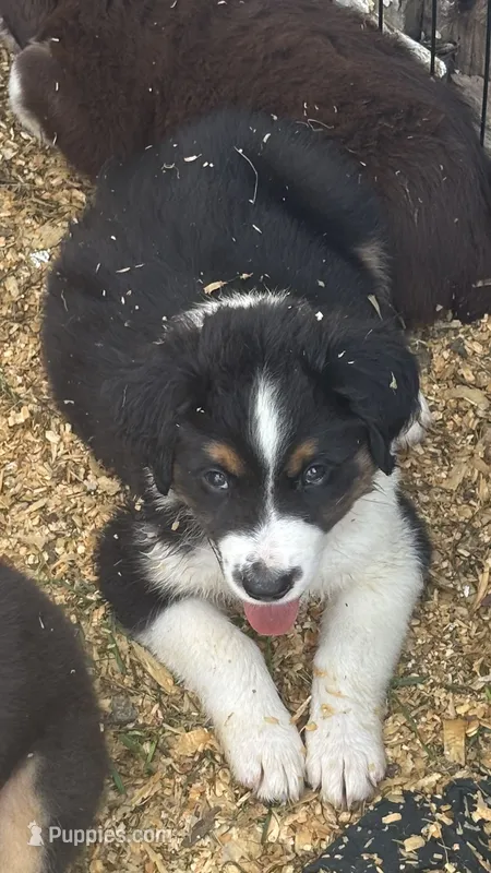 #7 Bear – Miniature Australian Shepherd puppy for sale in Fresno, OH