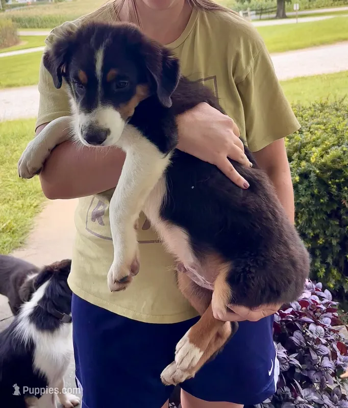 Bear – Miniature Australian Shepherd puppy for sale in Fresno, OH