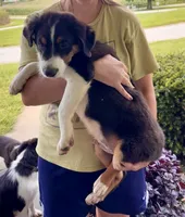Bear, a male Miniature Australian Shepherd for sale in Fresno, OH – 1 of 7