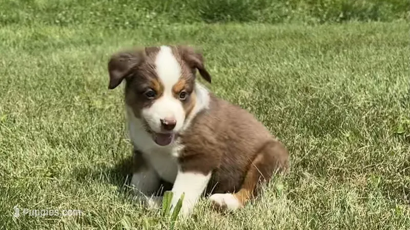 #4 Red Tri Female – Miniature Australian Shepherd puppy for sale in Fresno, OH