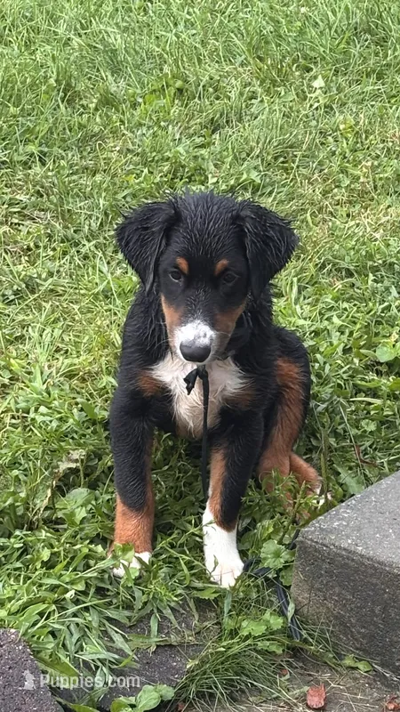 Winston – Miniature Australian Shepherd puppy for sale in Fresno, OH