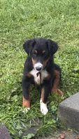 Winston, a male Miniature Australian Shepherd for sale in Fresno, OH – 1 of 7