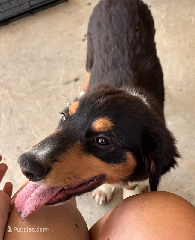 Sam – Miniature Australian Shepherd puppy for sale in Fresno, OH