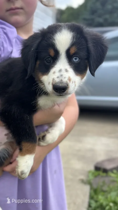 #1 Sadie – Miniature Australian Shepherd puppy for sale in Fresno, OH