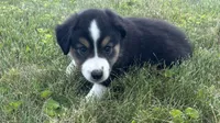 #6 Finn, a male Miniature Australian Shepherd for sale in Fresno, OH – 5 of 9