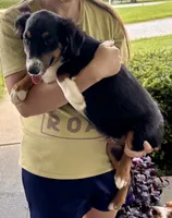 Winston, a male Miniature Australian Shepherd for sale in Fresno, OH – 3 of 7