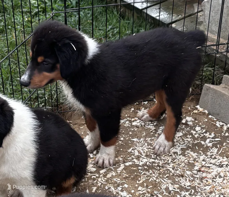 Sam – Miniature Australian Shepherd puppy for sale in Fresno, OH