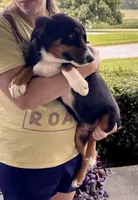 Winston, a male Miniature Australian Shepherd for sale in Fresno, OH – 5 of 7