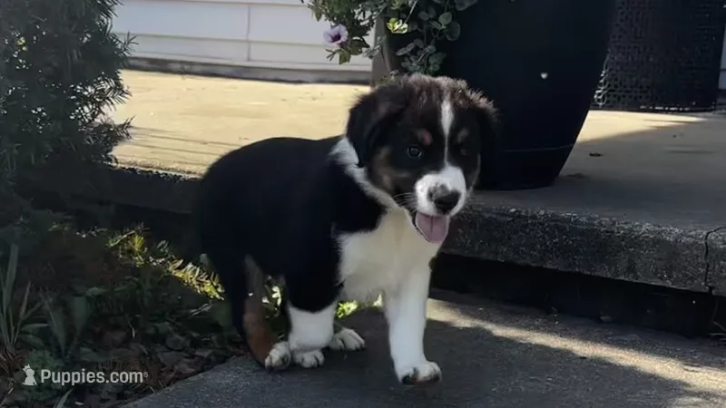 #7 Bear – Miniature Australian Shepherd puppy for sale in Fresno, OH