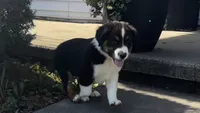 #7 Bear, a male Miniature Australian Shepherd for sale in Fresno, OH – 5 of 10