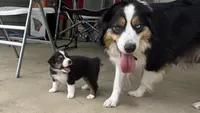#6 Black Tri Male, a male Miniature Australian Shepherd for sale in Fresno, OH – 4 of 10