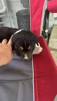 #9 Black Tri Male, a male Miniature Australian Shepherd for sale in Fresno, OH – 2 of 8
