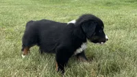 #10 Winston, a male Miniature Australian Shepherd for sale in Fresno, OH – 4 of 10