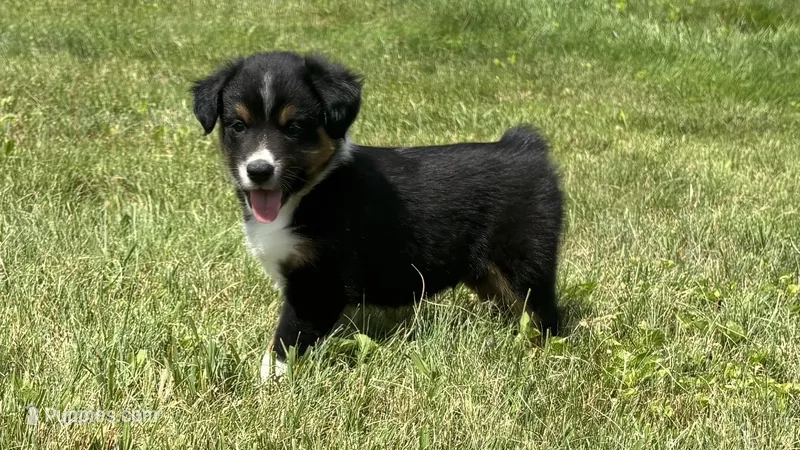 #11 Black Tri Male – Miniature Australian Shepherd puppy for sale in Fresno, OH