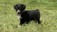 #11 Hank, a male Miniature Australian Shepherd for sale in Fresno, OH – 1 of 8