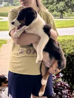 Bear, a male Miniature Australian Shepherd for sale in Fresno, OH – 3 of 7