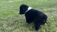 #10 Winston, a male Miniature Australian Shepherd for sale in Fresno, OH – 2 of 10