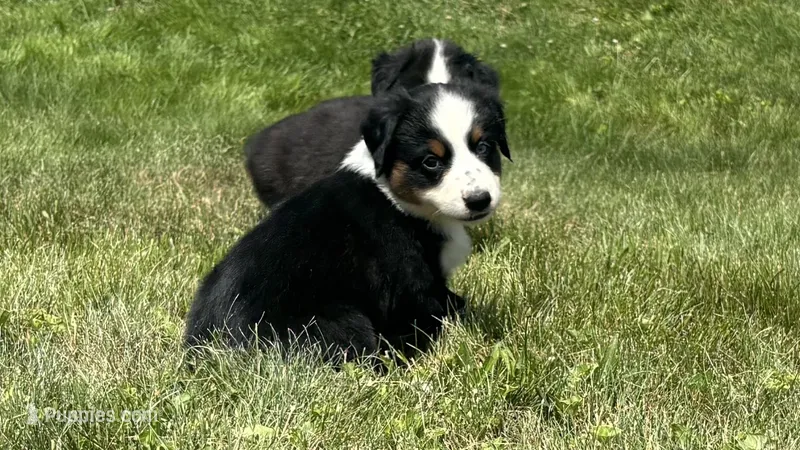 #1 Black Tri Female – Miniature Australian Shepherd puppy for sale in Fresno, OH