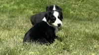 #1 Sadie, a female Miniature Australian Shepherd for sale in Fresno, OH – 2 of 10