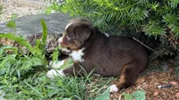 #4 Lily, a female Miniature Australian Shepherd for sale in Fresno, OH – 3 of 8