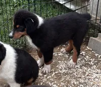 Sam, a male Miniature Australian Shepherd for sale in Fresno, OH – 6 of 6